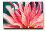 Sinus Art Wandbild 120x80cm Blüte in Pink mit Tautropfen – faszinierende Struktur und frische Ästhetik
