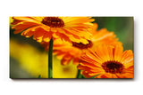 Sinus Art Wandbild 120x80cm Strahlende Ringelblumen in voller Blüte mit lebendiger Bildtiefe und Klarheit