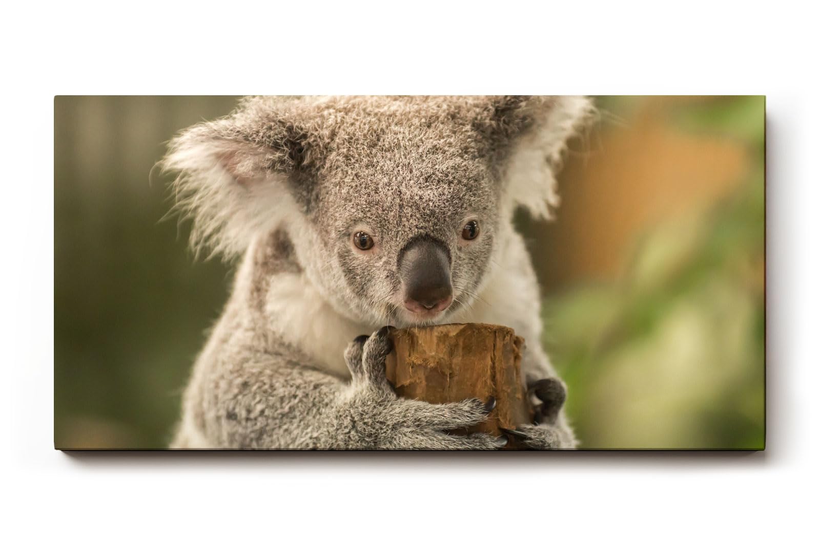 Sinus Art Wandbild 120x80cm Liebevolle Tieraufnahme mit Koala in natürlicher Pose vor ruhiger Kulisse