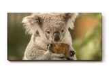 Sinus Art Wandbild 120x80cm Liebevolle Tieraufnahme mit Koala in natürlicher Pose vor ruhiger Kulisse