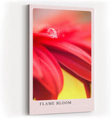 Paul Sinus Kunstdruck 40x60cm Flame Bloom Rote Blume Wassertropfen Makro Nahaufnahme Detail