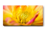 Sinus Art Wandbild 120x80cm Detailreiche Makroaufnahme einer gelben Dahlie mit weichen Übergängen und Leuchtkraft