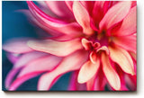 Sinus Art Wandbild 120x80cm Makroaufnahme einer farbenprächtigen Dahlie mit weichen Formen und kraftvoller Blütenmitte