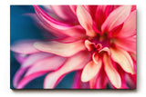 Sinus Art Wandbild 120x80cm Makroaufnahme einer farbenprächtigen Dahlie mit weichen Formen und kraftvoller Blütenmitte
