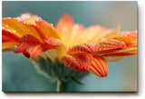 Sinus Art Wandbild 120x80cm Erfrischende Darstellung einer orangefarbenen Blüte mit glitzernden Tropfen