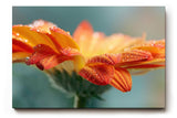Sinus Art Wandbild 120x80cm Erfrischende Darstellung einer orangefarbenen Blüte mit glitzernden Tropfen