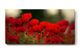 Sinus Art Wandbild 120x80cm Leuchtend rote Mohnblumen im weichen Licht – symbolstark, lebendig und zeitlos
