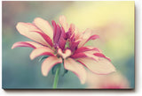 Sinus Art Wandbild 120x80cm Blüte in Rosé und Cremefarben mit weichem Hintergrund – romantisch und dezent