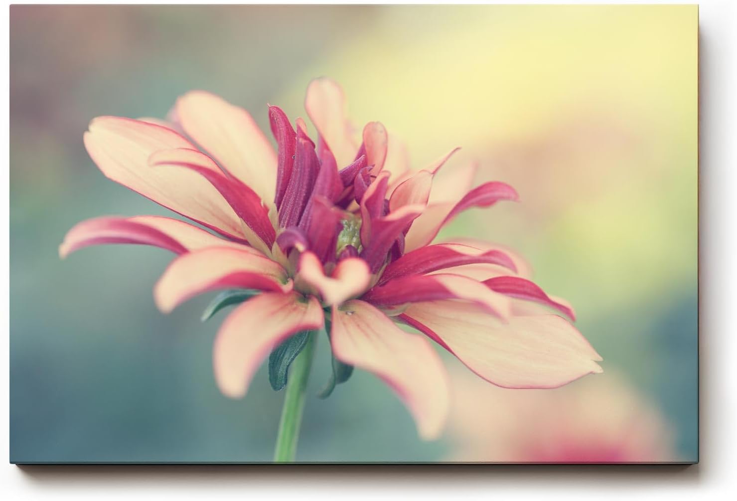 Sinus Art Wandbild 120x80cm Blüte in Rosé und Cremefarben mit weichem Hintergrund – romantisch und dezent
