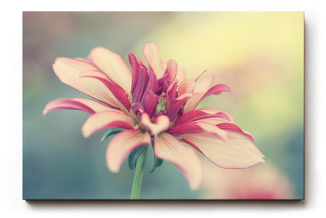 Sinus Art Wandbild 120x80cm Blüte in Rosé und Cremefarben mit weichem Hintergrund – romantisch und dezent