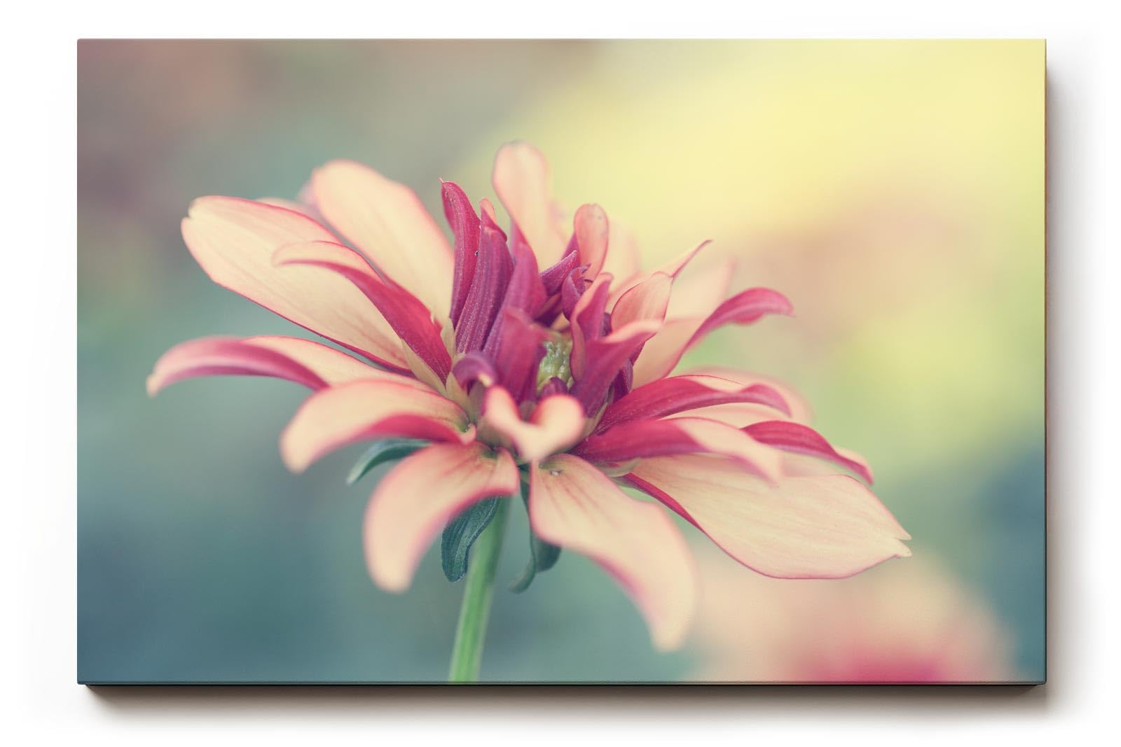 Sinus Art Wandbild 120x80cm Blüte in Rosé und Cremefarben mit weichem Hintergrund – romantisch und dezent