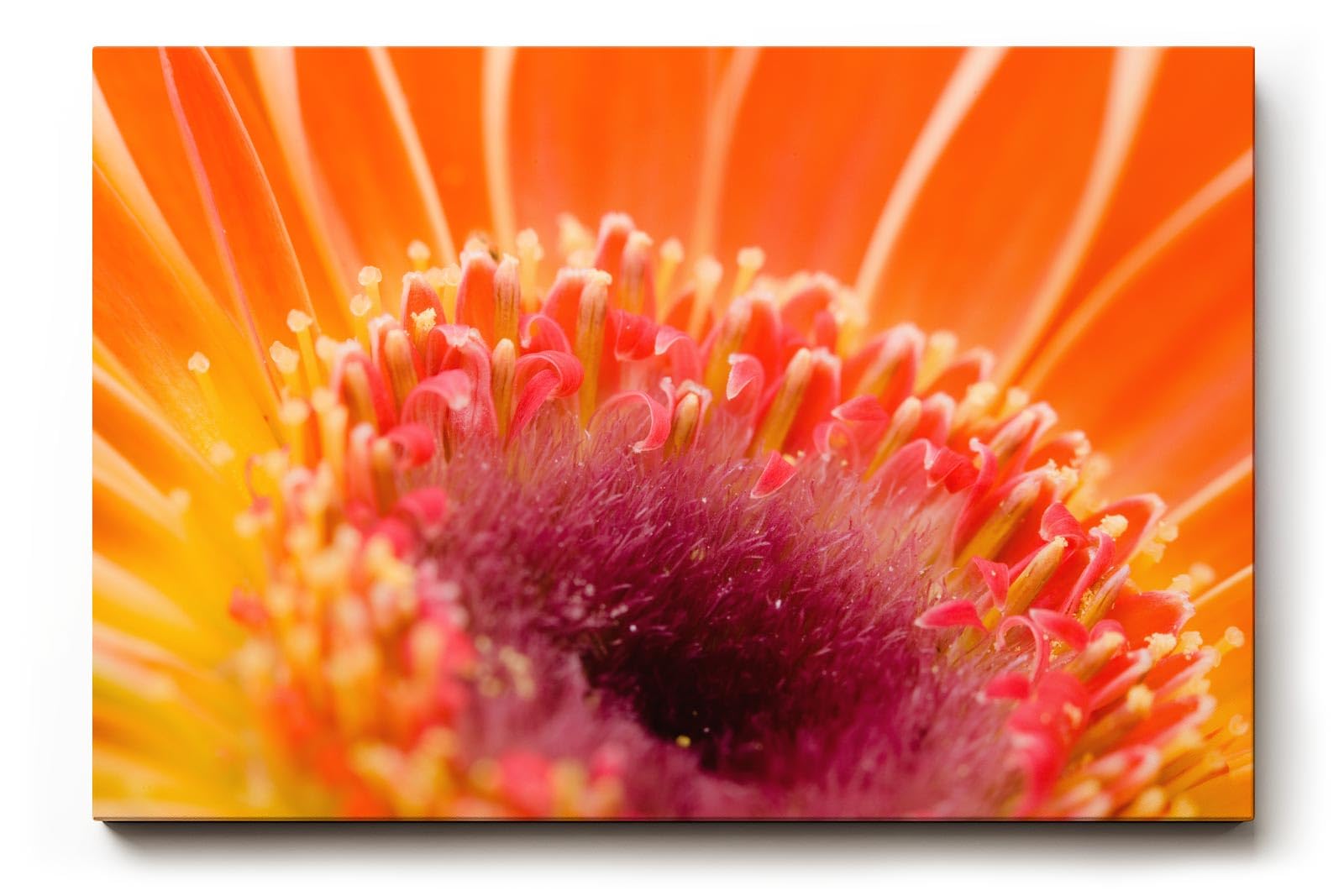 Sinus Art Wandbild 120x80cm Detailreiche Nahaufnahme einer Gerbera – energiegeladen, lebendig und stilvoll