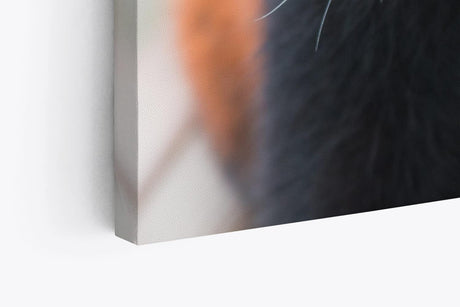 Paul Sinus Wandbild 120x80cm Kleiner roter Panda Tierfotografie Süß Flauschig