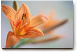 Sinus Art Wandbild 120x80cm Zarte Lilienblüte mit natürlicher Eleganz und floraler Ausdruckskraft