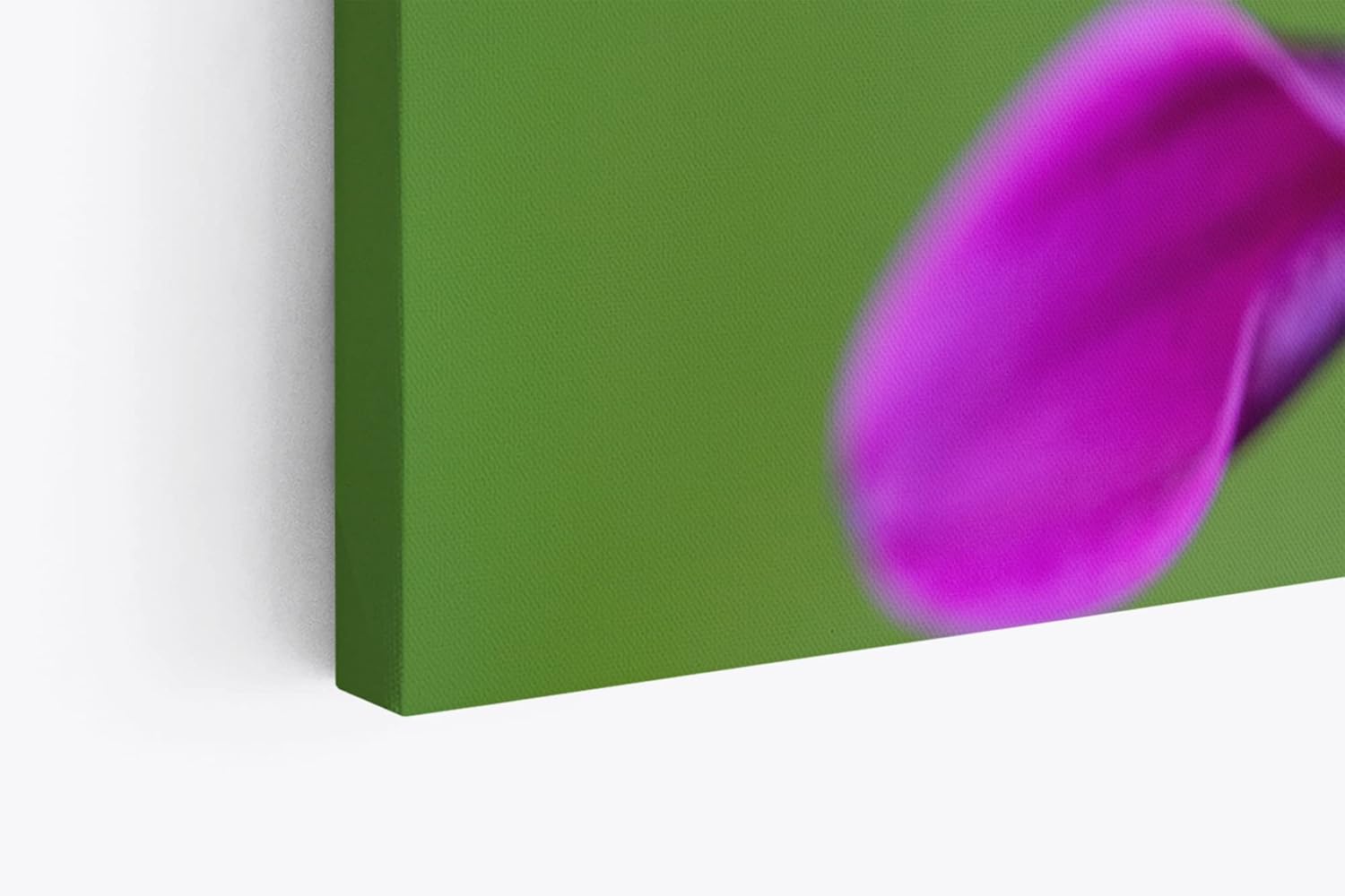 Paul Sinus Wandbild 120x80cm Blume Blüte Violett Kapkörbchen Sommer Nahaufnahme