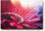 Sinus Art Wandbild 120x80cm Künstlerische Darstellung einer roten Blüte mit Lichtakzenten und unscharfen Strukturen