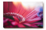 Sinus Art Wandbild 120x80cm Künstlerische Darstellung einer roten Blüte mit Lichtakzenten und unscharfen Strukturen