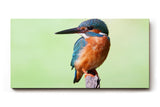 Sinus Art Wandbild 120x80cm Leuchtend blauer Eisvogel auf Ast vor ruhigem Hintergrund – naturgetreue Darstellung