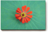Sinus Art Wandbild 120x80cm Zentrierte rote Zinnienblüte auf grünem Blattmuster – harmonisch, lebendig und modern