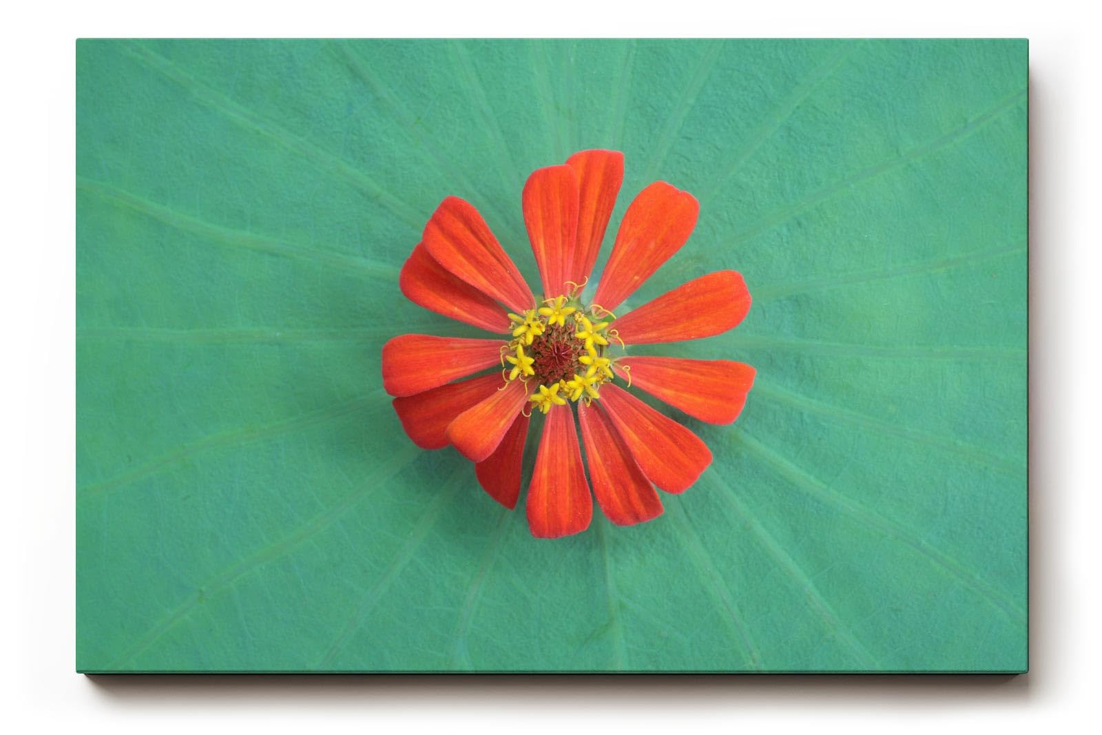 Sinus Art Wandbild 120x80cm Zentrierte rote Zinnienblüte auf grünem Blattmuster – harmonisch, lebendig und modern