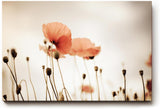 Sinus Art Wandbild 120x80cm Filigrane Mohnblumen vor hellem Hintergrund in minimalistischem Stil – leicht und poetisch