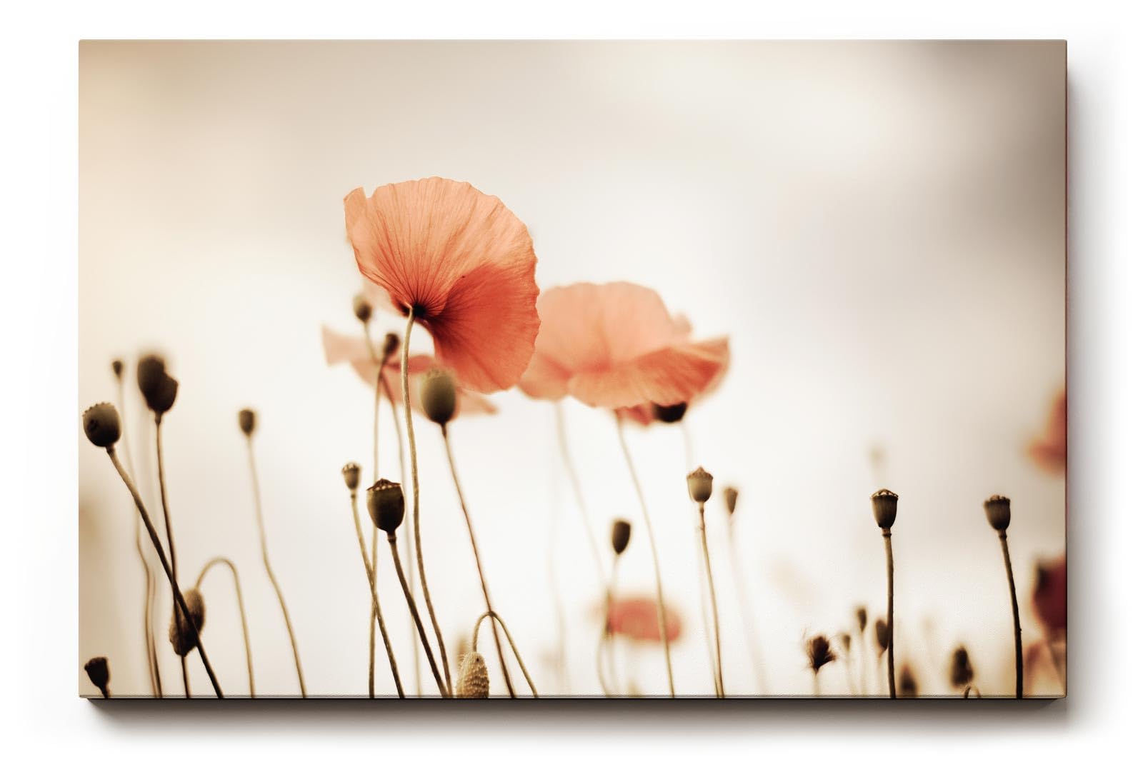 Sinus Art Wandbild 120x80cm Filigrane Mohnblumen vor hellem Hintergrund in minimalistischem Stil – leicht und poetisch