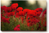 Sinus Art Wandbild 120x80cm Leuchtend rote Mohnblumen im weichen Licht – symbolstark, lebendig und zeitlos