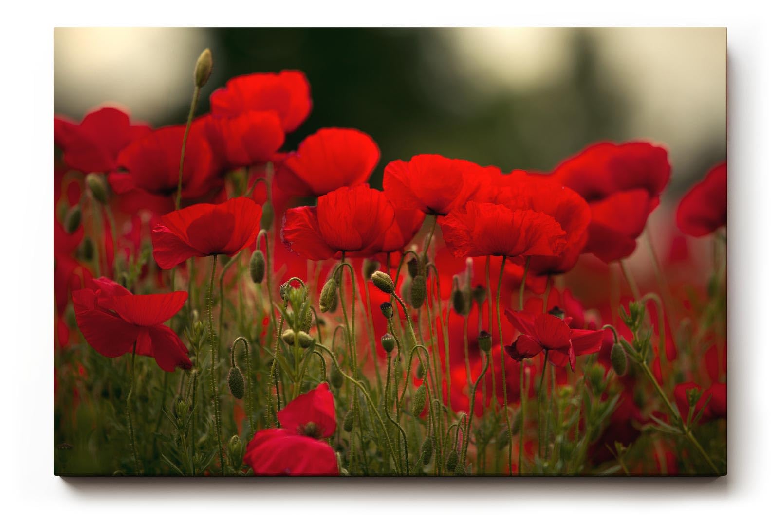 Sinus Art Wandbild 120x80cm Leuchtend rote Mohnblumen im weichen Licht – symbolstark, lebendig und zeitlos