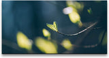 Knospen an einem Ast ca. 130x70cm Wandbild inklusive Schattenfugenrahmen weiss - Panorama Leinwand Bild XXL Format Wandbilder Wohnzimmer Wohnung Deko Kunstdrucke