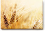 Sinus Art Wandbild 120x80cm Sommerliches Kornfeld mit Weizenähren in goldener Abendsonne