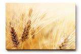 Sinus Art Wandbild 120x80cm Sommerliches Kornfeld mit Weizenähren in goldener Abendsonne