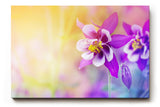 Sinus Art Wandbild 120x80cm Faszinierende Nahaufnahme einer violetten Blüte mit harmonischem Farbverlauf