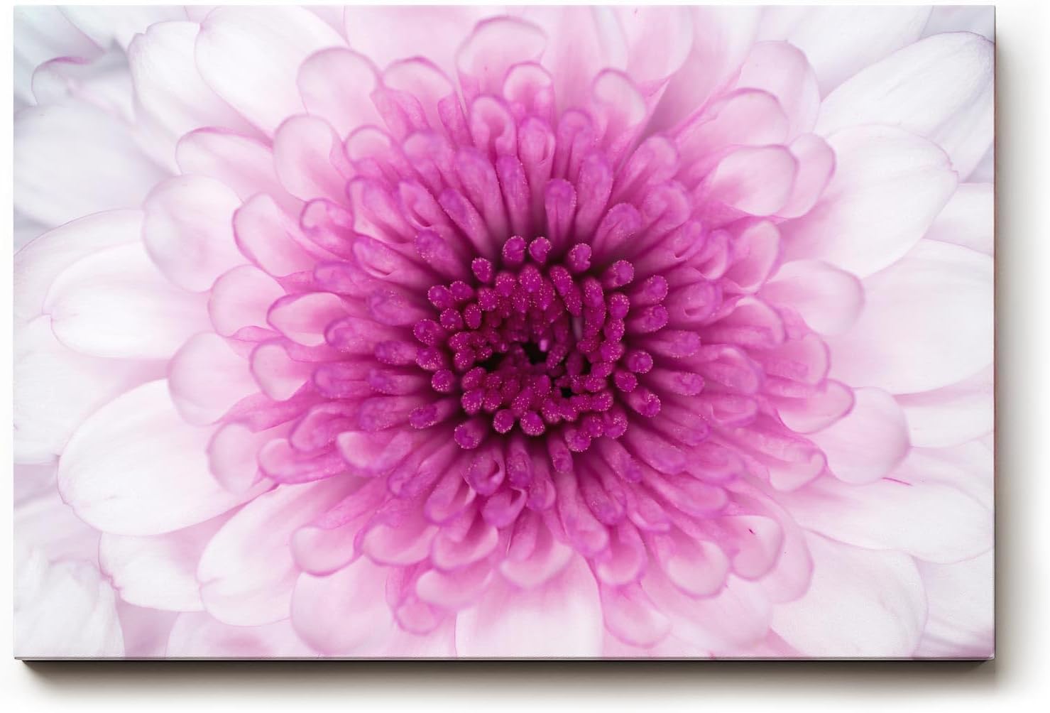 Sinus Art Wandbild 120x80cm Perfekte Nahaufnahme einer rosa Chrysantheme mit harmonischer Symmetrie und Tiefe