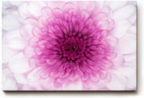 Sinus Art Wandbild 120x80cm Perfekte Nahaufnahme einer rosa Chrysantheme mit harmonischer Symmetrie und Tiefe