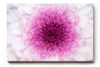 Sinus Art Wandbild 120x80cm Perfekte Nahaufnahme einer rosa Chrysantheme mit harmonischer Symmetrie und Tiefe