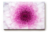 Sinus Art Wandbild 120x80cm Perfekte Nahaufnahme einer rosa Chrysantheme mit harmonischer Symmetrie und Tiefe