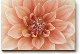Sinus Art Wandbild 120x80cm Zentrierte Dahlienblüte mit perfekter Symmetrie und weicher Textur