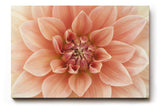 Sinus Art Wandbild 120x80cm Zentrierte Dahlienblüte mit perfekter Symmetrie und weicher Textur