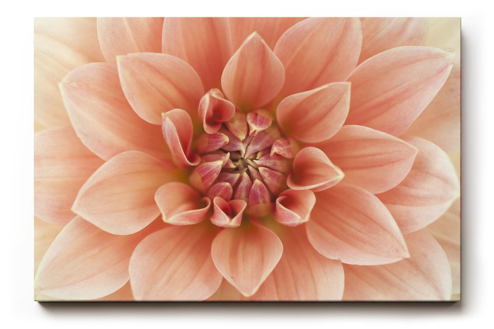 Sinus Art Wandbild 120x80cm Zentrierte Dahlienblüte mit perfekter Symmetrie und weicher Textur