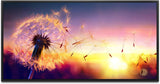 Löwenzahn im Sonnenuntergang ca. 130x70cm Wandbild inklusive Schattenfugenrahmen schwarz - Panorama Leinwand Bild XXL Format Wandbilder Wohnzimmer Wohnung Deko Kunstdrucke