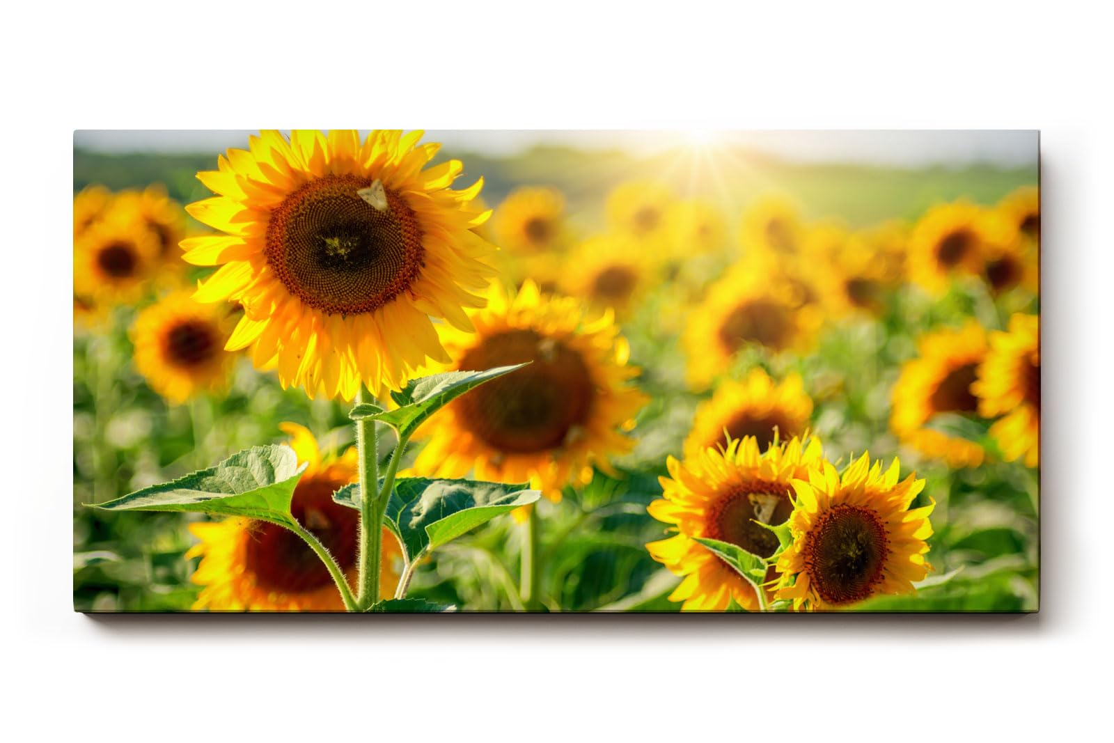 Sinus Art Wandbild 120x80cm Sonnenblumen in voller Blüte unter strahlender Sonne mit tiefer Perspektive