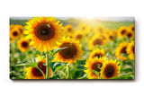 Sinus Art Wandbild 120x80cm Sonnenblumen in voller Blüte unter strahlender Sonne mit tiefer Perspektive