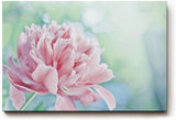 Sinus Art Wandbild 120x80cm Sanfte Blume in Nahaufnahme mit verträumter Hintergrundunschärfe