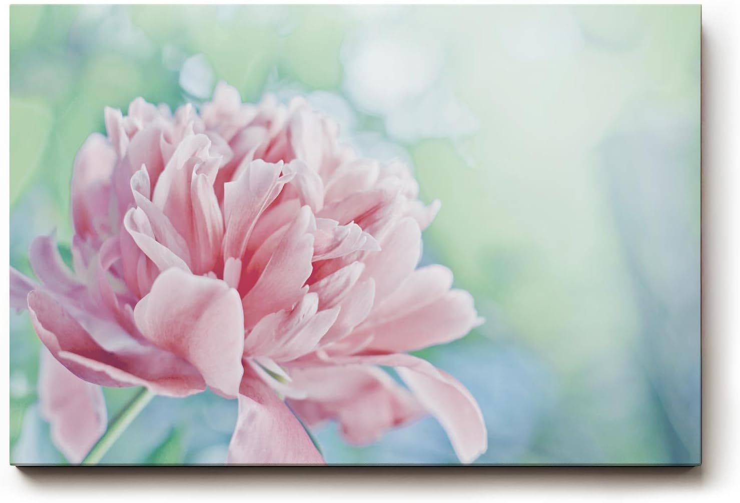 Sinus Art Wandbild 120x80cm Sanfte Blume in Nahaufnahme mit verträumter Hintergrundunschärfe