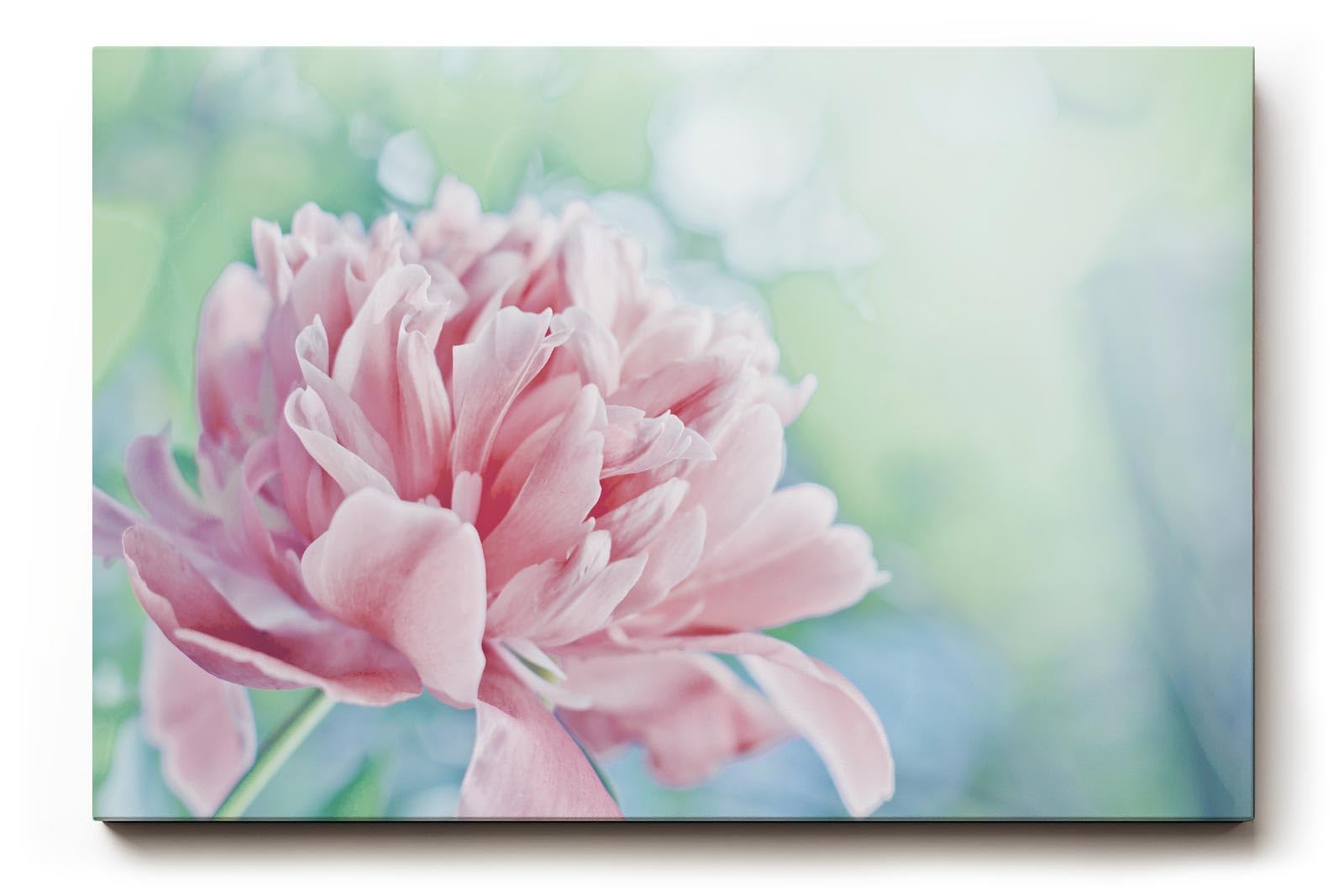 Sinus Art Wandbild 120x80cm Sanfte Blume in Nahaufnahme mit verträumter Hintergrundunschärfe