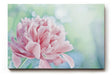 Sinus Art Wandbild 120x80cm Sanfte Blume in Nahaufnahme mit verträumter Hintergrundunschärfe