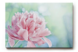 Sinus Art Wandbild 120x80cm Sanfte Blume in Nahaufnahme mit verträumter Hintergrundunschärfe