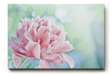 Sinus Art Wandbild 120x80cm Sanfte Blume in Nahaufnahme mit verträumter Hintergrundunschärfe