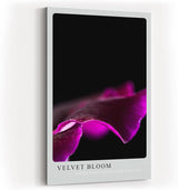 Paul Sinus Kunstdruck 40x60cm Velvet Bloom – samtige Blütenform in dunklem Violett auf Schwarz