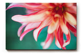 Sinus Art Wandbild 120x80cm Detailreiche Blütenaufnahme mit Bewegung und Leichtigkeit auf natürlichem Grund